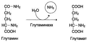 Непрямое дезаминирование аминокислот. Схема процесса, субстраты, ферменты, кофакторы. - student2.ru