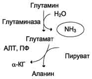 Непрямое дезаминирование аминокислот. Схема процесса, субстраты, ферменты, кофакторы. - student2.ru