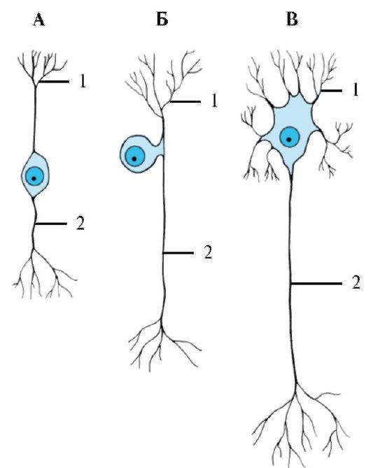 Нервные клетки (Нейрон) - student2.ru