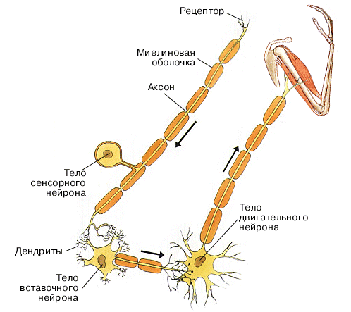 Нервные клетки (Нейрон) - student2.ru