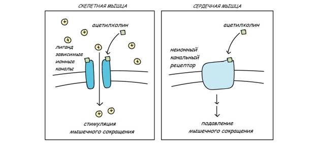 Эффект нейромедиатора зависит от его рецептора - student2.ru