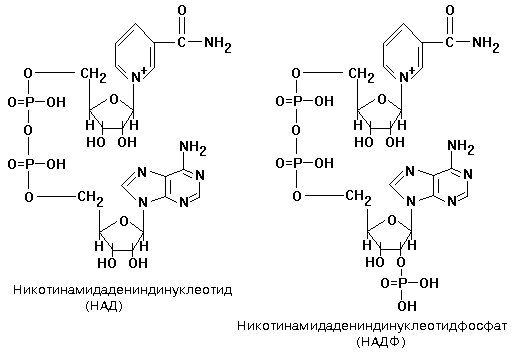 никотинамидные дегидрогеназы (надг) - student2.ru