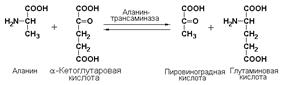 Номенклатура и классификация ферментов - student2.ru