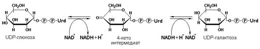 Номенклатура и классификация ферментов - student2.ru