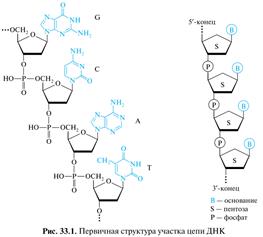 Нуклеиновые кислоты: РНК и ДНК, первичная структура - student2.ru