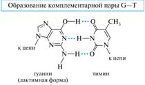 Нуклеиновые кислоты: РНК и ДНК, первичная структура - student2.ru