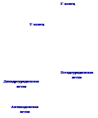 нуклеиновые кислоты, строение и свойства - student2.ru