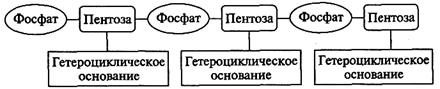 Нуклеиновые основания, нуклеозиды, нуклеотиды. - student2.ru