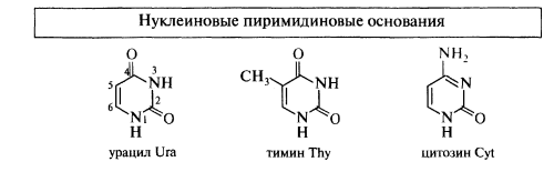 Нуклеиновые основания входящие в состав нуклеиновых кислот. - student2.ru
