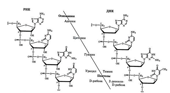 Нуклеотидный состав и структура ДНК и РНК. - student2.ru