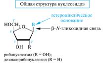 Нуклеозиды: строение, классификация, номенклатура; отношение к гидролизу - student2.ru