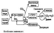 Обмен аминокислот в тканях - student2.ru