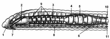 Общая характеристика Кольчатых червей - student2.ru
