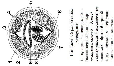 Общая характеристика Круглых червей - student2.ru