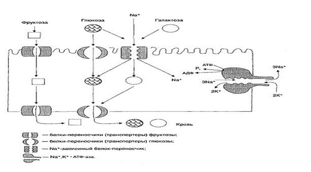 общие и специфические пути катаболизма - student2.ru