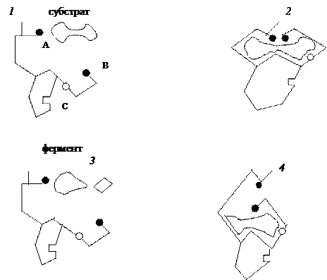 Общие представления о ферментативной реакции - student2.ru