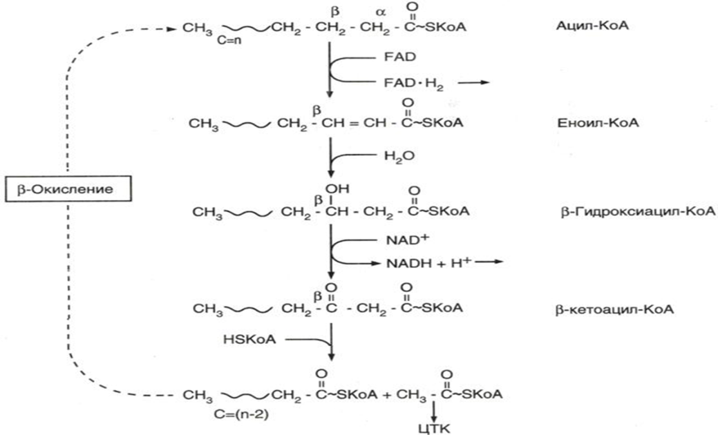 Окисление высших жирных кислот в тканях, биологическая роль процесса. - student2.ru