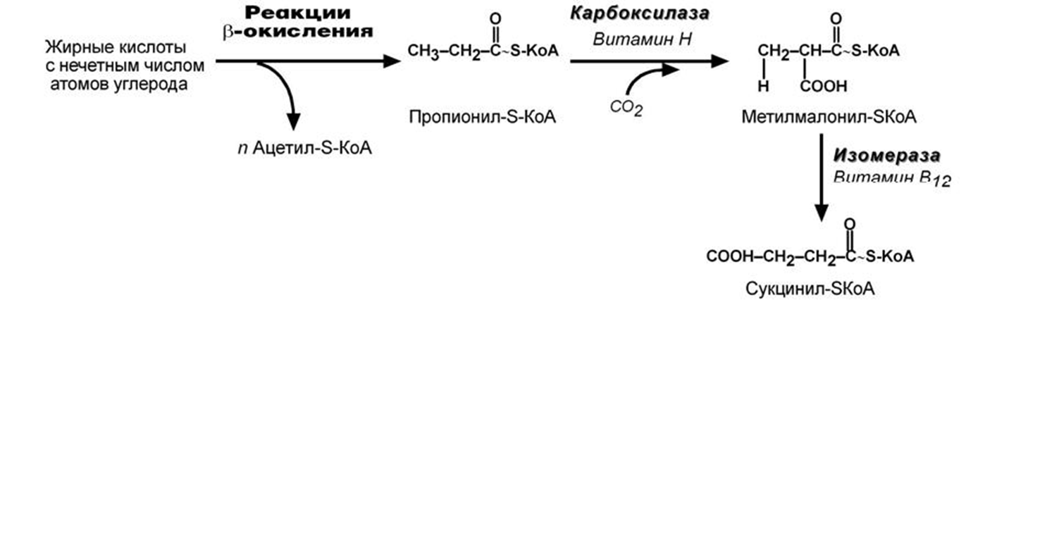 Окисление высших жирных кислот в тканях, биологическая роль процесса. - student2.ru