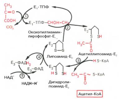 Окислительное декарбоксилирование пировиноградной кислоты - student2.ru