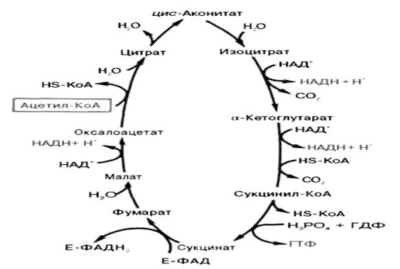 Окислительное декарбоксилирование пировиноградной кислоты - student2.ru