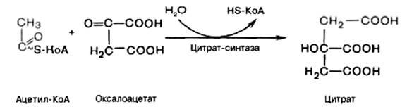 Окислительное декарбоксилирование пировиноградной кислоты - student2.ru