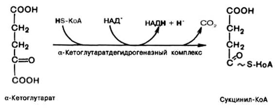 Окислительное декарбоксилирование пировиноградной кислоты - student2.ru