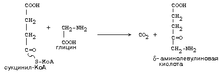окислительное декарбоксилирование пирувата - student2.ru