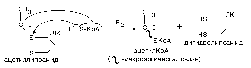 окислительное декарбоксилирование пирувата - student2.ru