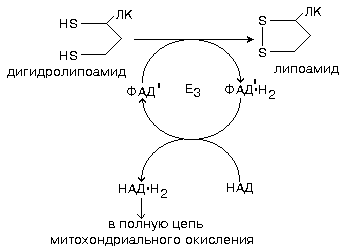 окислительное декарбоксилирование пирувата - student2.ru