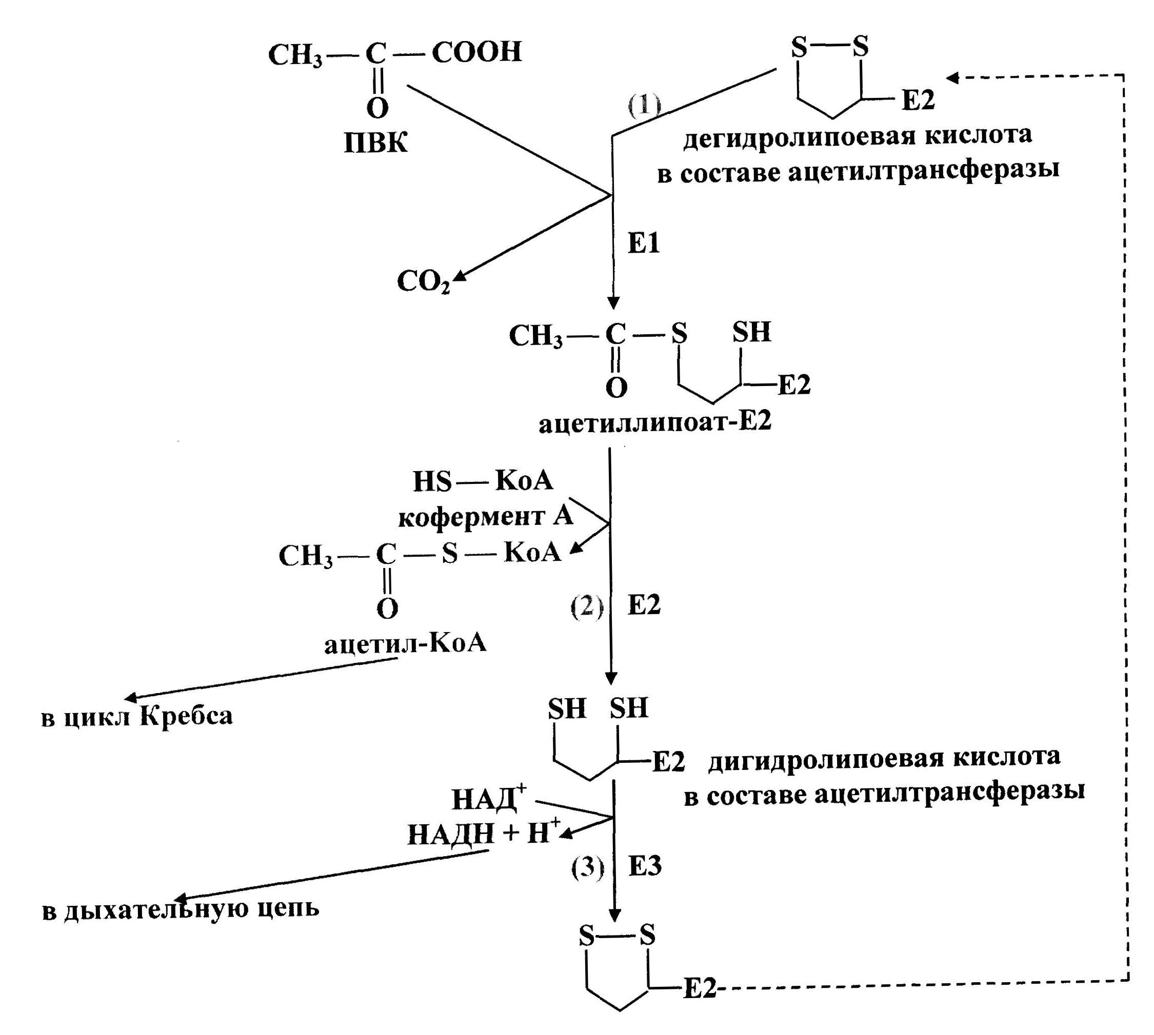 окислительное декарбоксилирование пвк - student2.ru