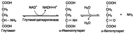 Окислительное дезаминирование - student2.ru