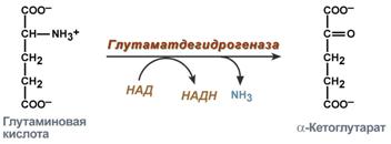 Окислительное дезаминирование - student2.ru