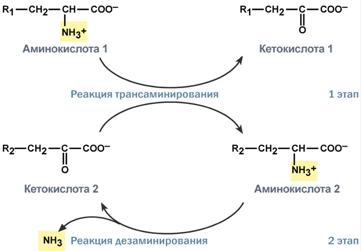 Окислительное дезаминирование - student2.ru