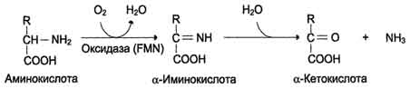 Окислительное дезаминирование - student2.ru