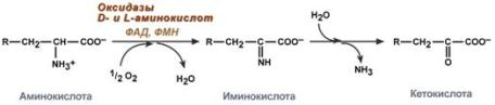 Окислительное дезаминирование - student2.ru