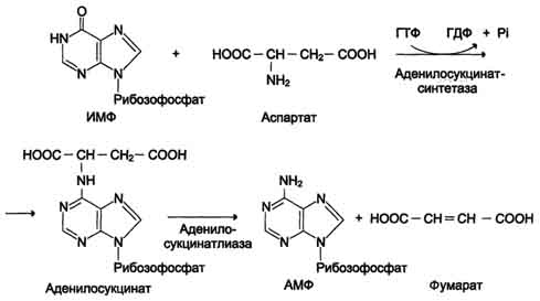 Окислительное дезаминирование глутамата - - student2.ru
