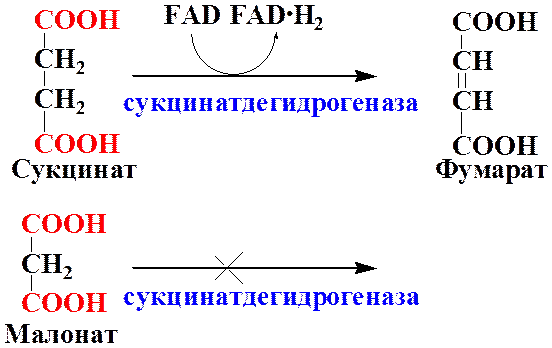 Они не специфичны к определенным ферментам - student2.ru