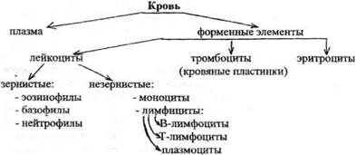 опорно-двигательная система - student2.ru