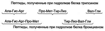 Определение аминокислотной последовательности в белке - student2.ru