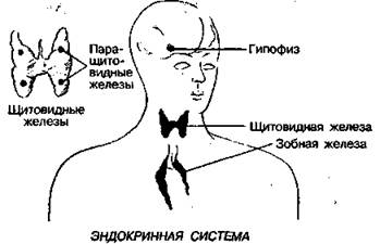 органические минералы, необходимые для поддержания жизни - student2.ru