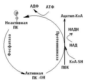 Превращение пирувата в ацетил-КоА - student2.ru