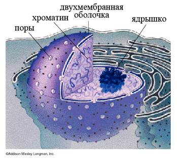 Организация наследственного материала. - student2.ru