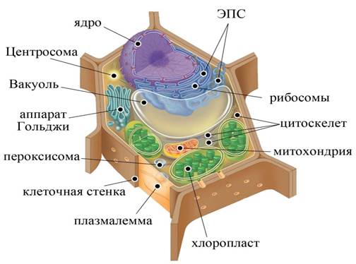 Организация наследственного материала. - student2.ru