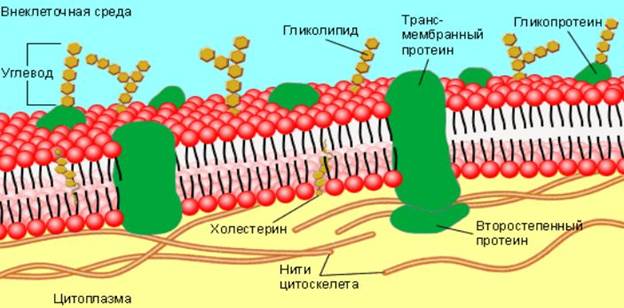 Организация наследственного материала. - student2.ru