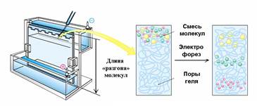 Ориентировочная основа деятельности студентов для проведения лабораторной работы - student2.ru