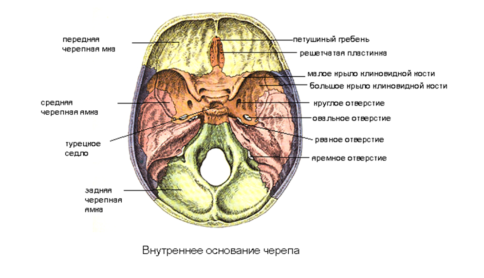 Основание черепа - student2.ru