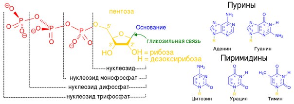 основность диэтиламина и анилина - student2.ru