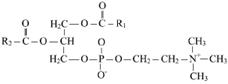 Основные фосфолипиды и гликолипиды тканей человека. Глицерофосфолипиды. - student2.ru