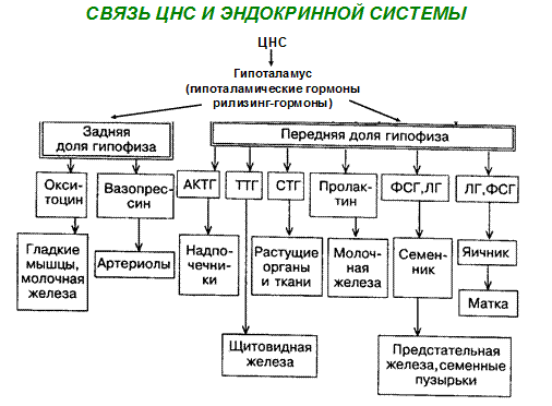 Основные механизмы регуляции метаболизма. Роль ЦНС в регуляции обменных процессов, рилизинг-факторы, либерины, статины, гормоны гипофиза - student2.ru