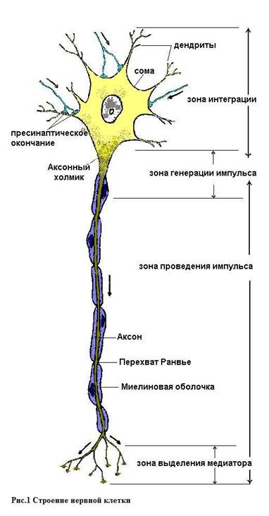 Основные нервные структуры и их роль в распространении возбуждения - student2.ru